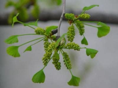 銀杏有花嗎|銀杏花的花語及含義